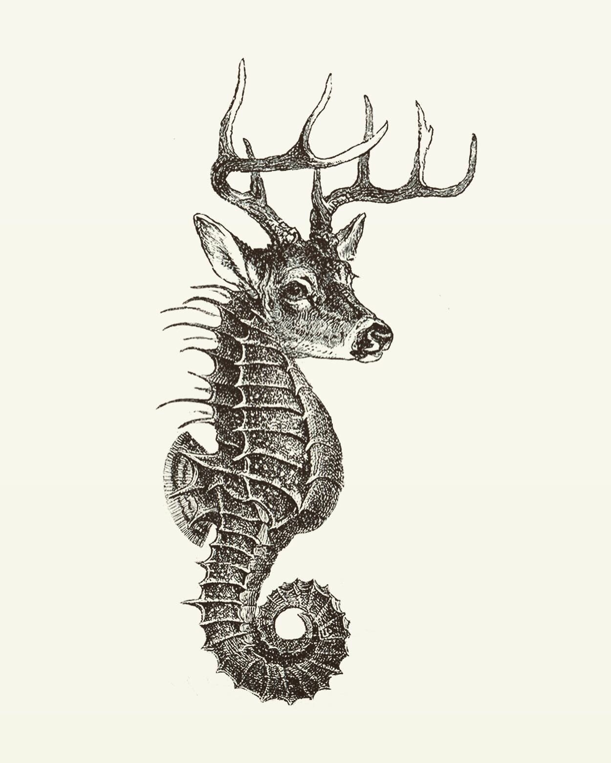 Cervihippocampus profundus